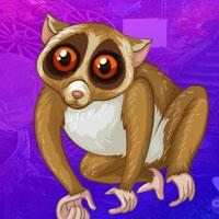 Slender Loris Escape