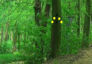 play Growth Tree Forest Escape