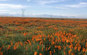 play Poppy Fields*