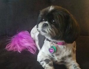 play Which Dog Breed Are You?