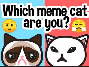 play Which Meme Cat Are You?