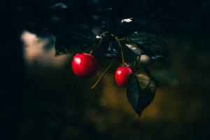 play The Apple Tree