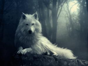 play The Tale Of The Winter Wolf
