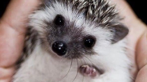 play Hedgy'S Adventure