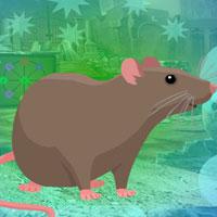 Rodent Brown Rat Escape