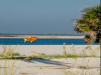 play Beach Seashore