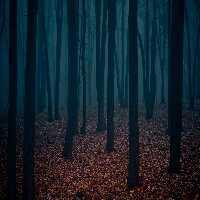 play Fun Dark Forest Fun Escape