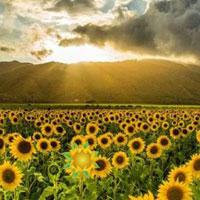 Rescue Honeybee In Sunflower Land