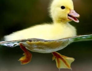 play Duck Fighters