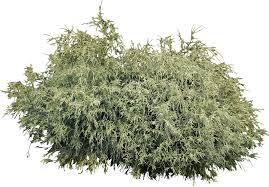 play The Bush People