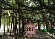 play Banyan Forest Escape