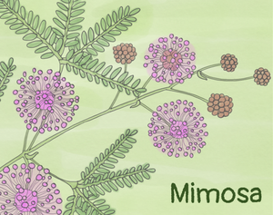 Mimosa