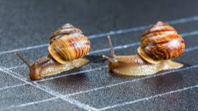 Snail Race Intense Shi*T