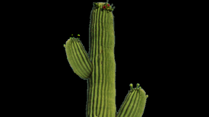 play Cactus