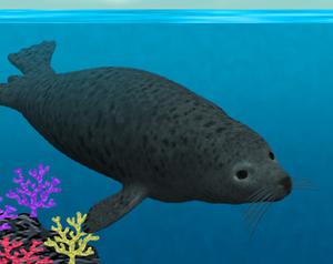 play Harbor Seal: The Game