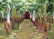 play Escape From Banana Garden