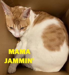 play Mama Jammin'