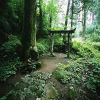 Fun Forest Shrine Fun Escape