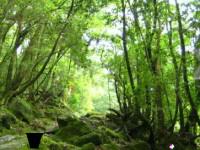 play Forest Shrine Escape