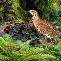 Beg Quail Bird Rain Forest Escape