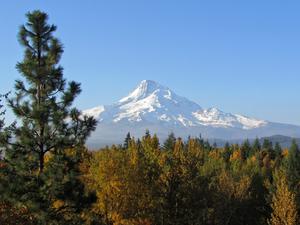play Misfits In The Pacific Northwest