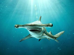 play A Hammerhead Shark Game V.1.1