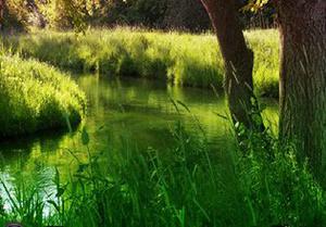 Emerald Green Forest Escape