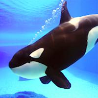 Killer Whale Simulator