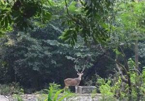 play Rainforest Fun Escape