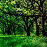 Beg Nature Forest Trees Escape