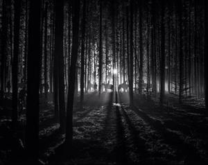 play Lost In A Forest