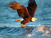 play Animals Jigsaw Puzzle Eagle