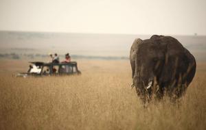 play A Kenyan Safari