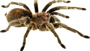 play Spider Quest