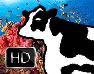 play Peaceful Cow Tank Sound | White Noise For Relaxation, Studying, Focus Or Sleep | 10 Hours