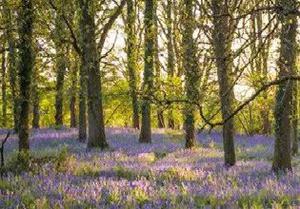 play Spring Bluebells Forest Escape