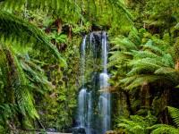 play Rainforest Escape