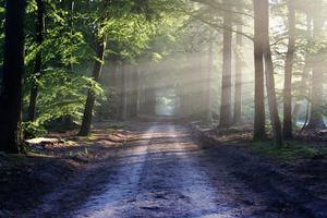 play The Forest