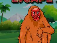 play Bald Uakari Monkey Escape
