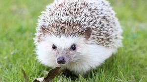 play Hedgehog Adventur