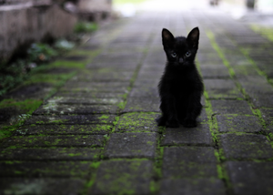 play Black Cat