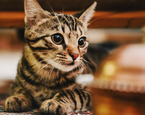 play Cats Quiz