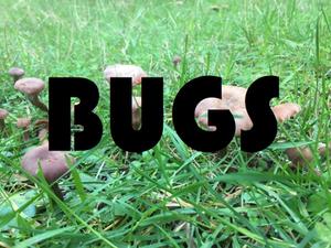 play Bugs