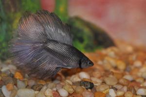 play Betta Fish Simulator