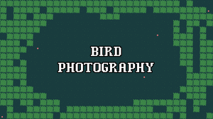 play Bird Photography