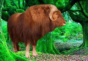 play Musk Ox Forest Escape