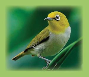 play Tongue-Cut Sparrow