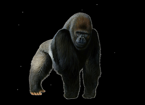 play Gorilla Clicker