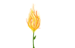 play Fire Plant