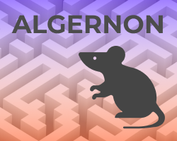 play Algernon